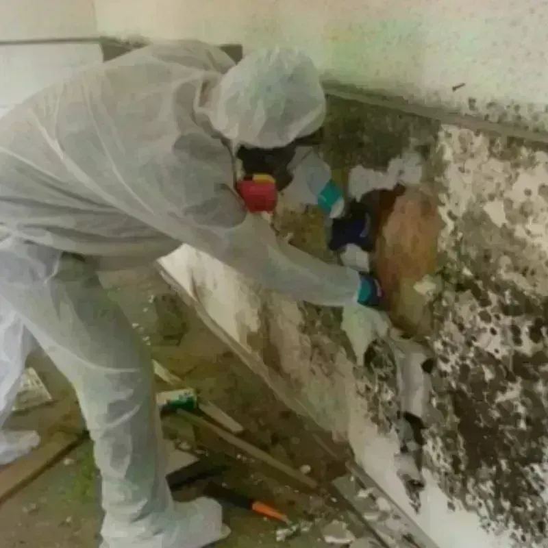 Mold Remediation and Removal in Hitchcock County, NE